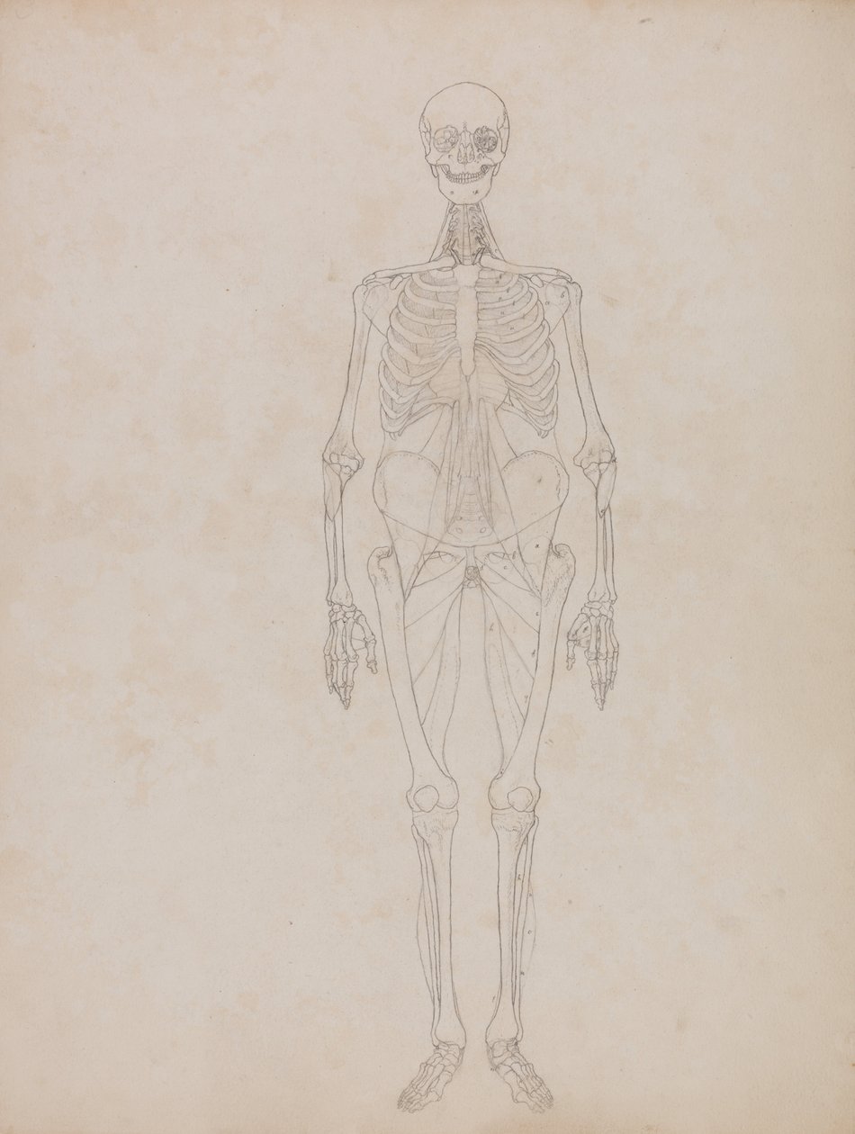 Összehasonlító anatómiai expozíció az emberi test felépítéséről egy tigris és egy társa ... alkotó: George Stubbs