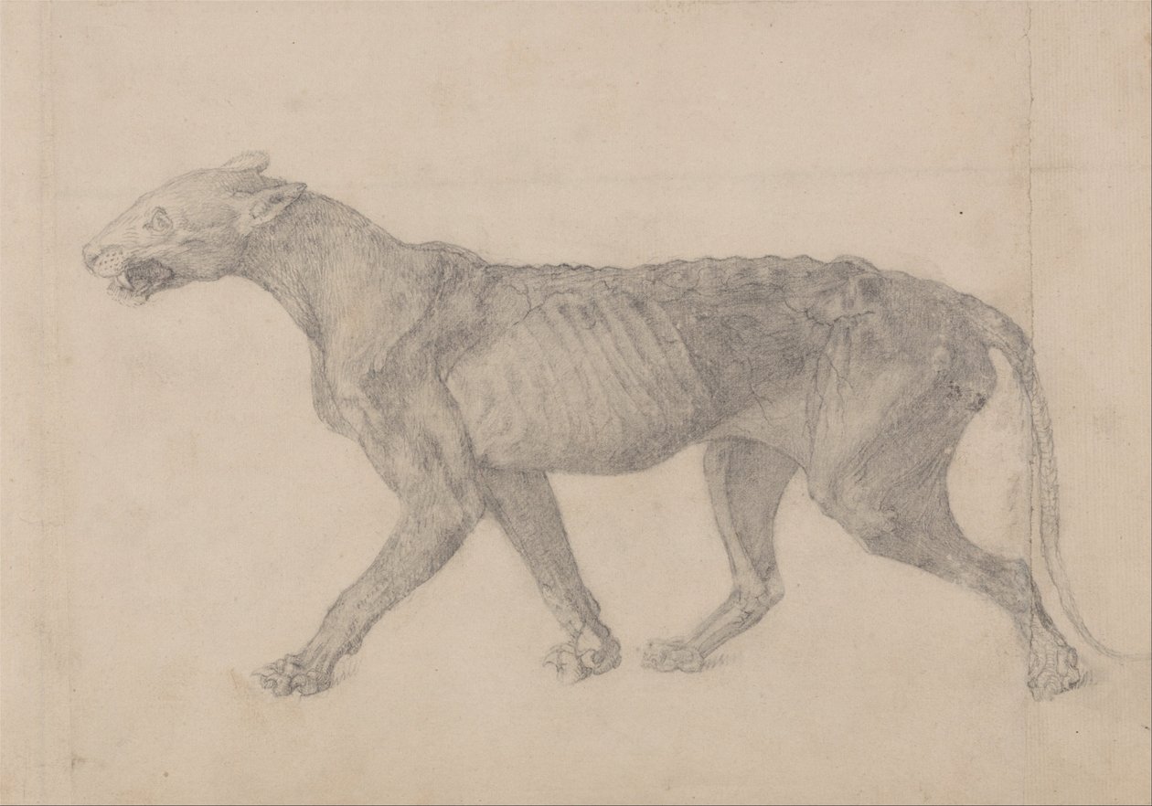 Összehasonlító anatómiai expozíció az emberi test felépítéséről egy tigris és egy társa ... alkotó: George Stubbs