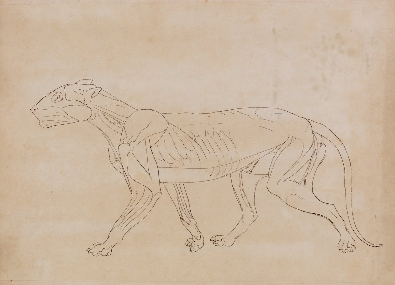 Összehasonlító anatómiai expozíció az emberi test felépítéséről egy tigris és egy társa ... alkotó: George Stubbs