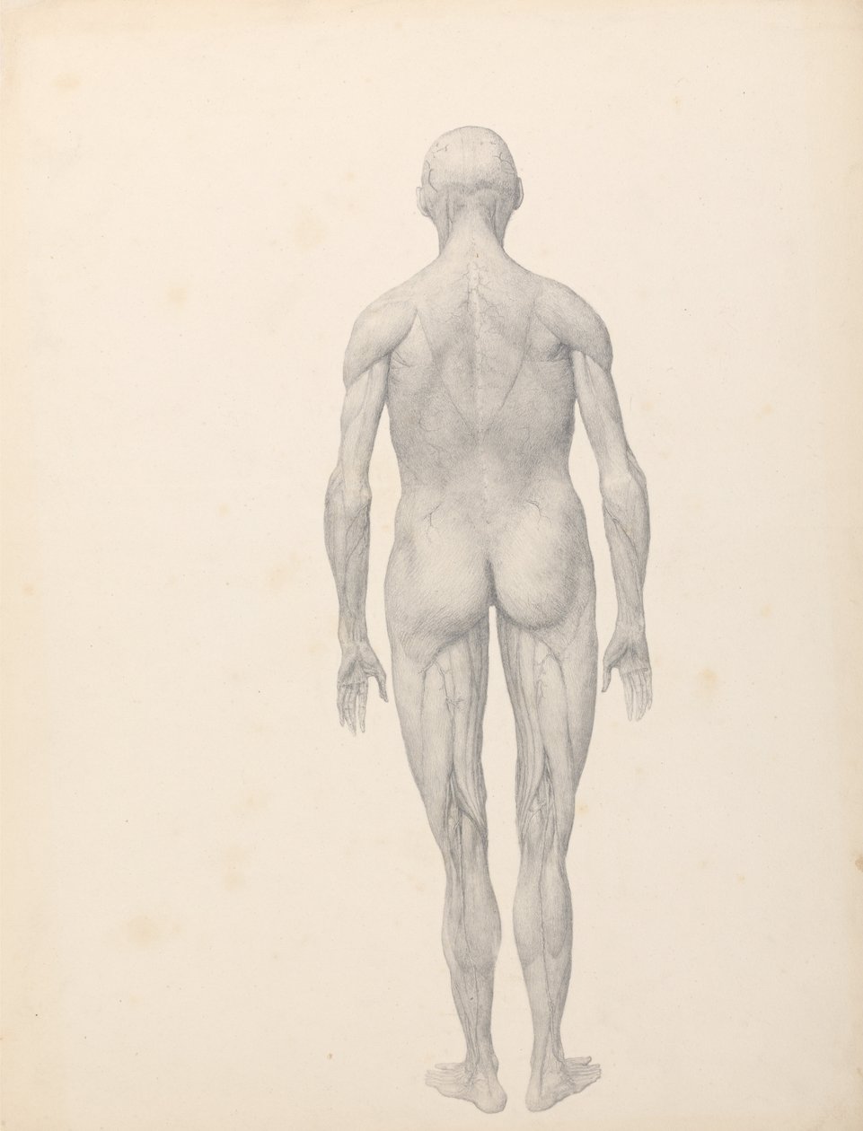Összehasonlító anatómiai expozíció az emberi test felépítéséről egy tigris és egy társa ... alkotó: George Stubbs