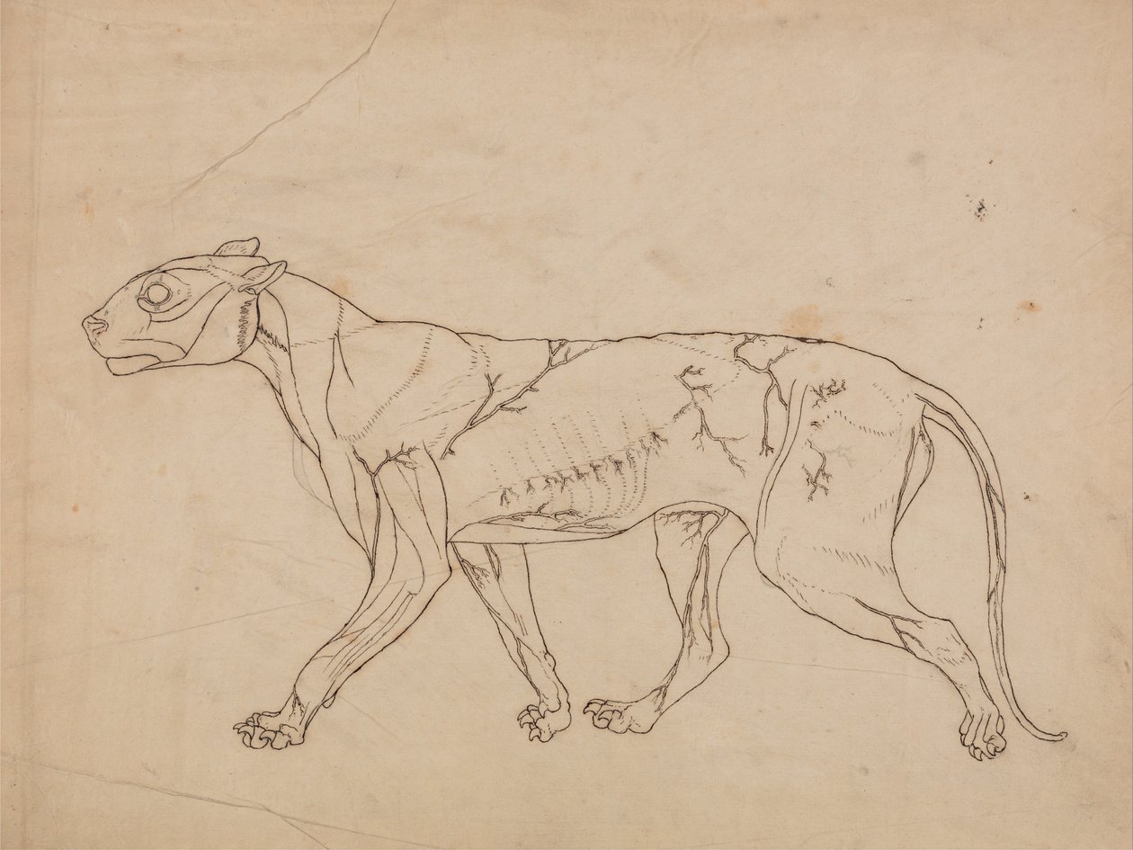 Összehasonlító anatómiai expozíció az emberi test felépítéséről egy tigris és egy társa ... alkotó: George Stubbs