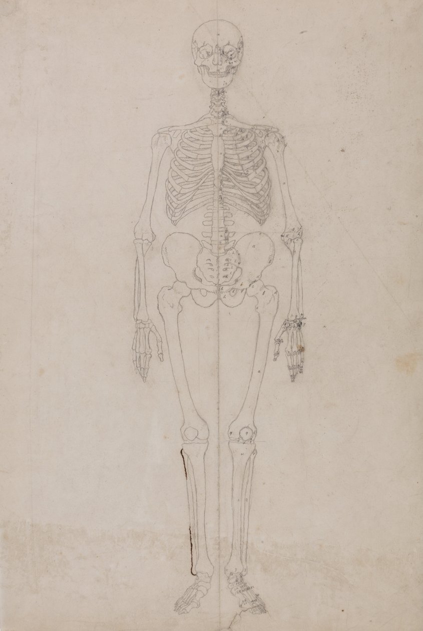 Összehasonlító anatómiai expozíció az emberi test felépítéséről egy tigris és egy társa ... alkotó: George Stubbs