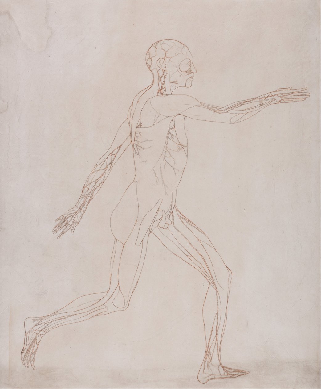 Összehasonlító anatómiai expozíció az emberi test felépítéséről egy tigris és egy társa ... alkotó: George Stubbs