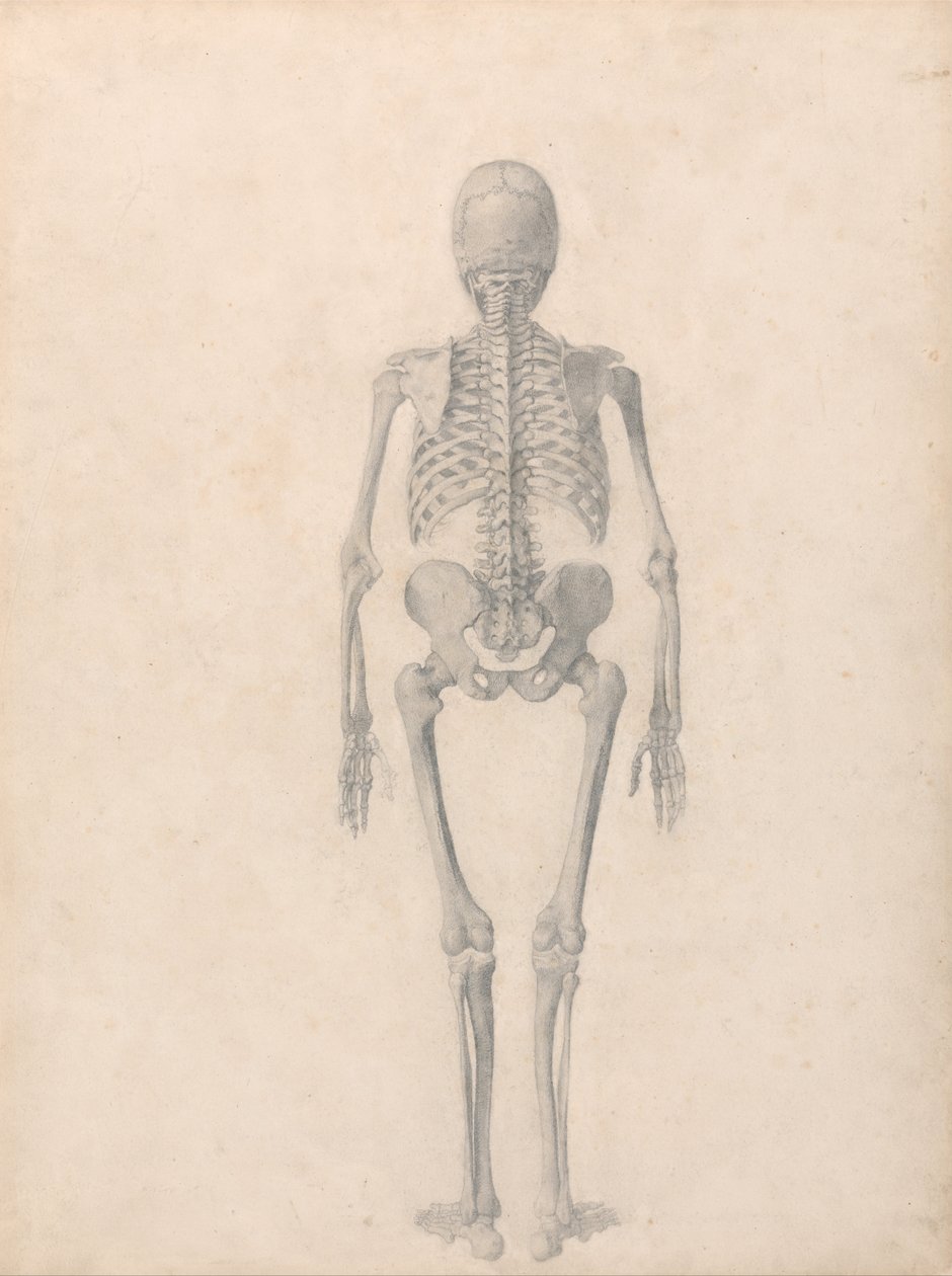 Összehasonlító anatómiai expozíció az emberi test felépítéséről egy tigris és egy társa ... alkotó: George Stubbs