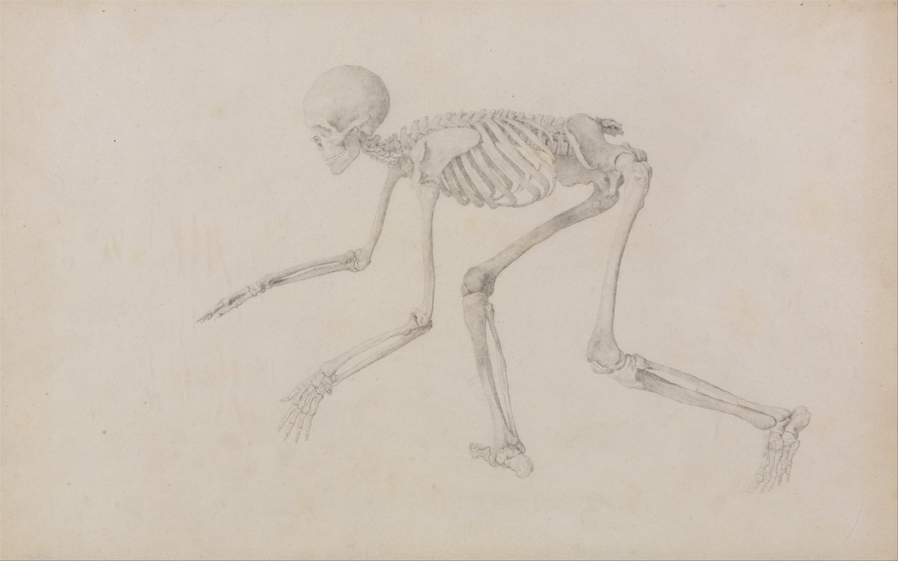 Összehasonlító anatómiai expozíció az emberi test felépítéséről egy tigris és egy társa ... alkotó: George Stubbs
