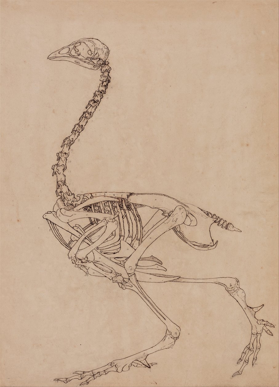 Összehasonlító anatómiai expozíció az emberi test felépítéséről egy tigris és egy társa ... alkotó: George Stubbs