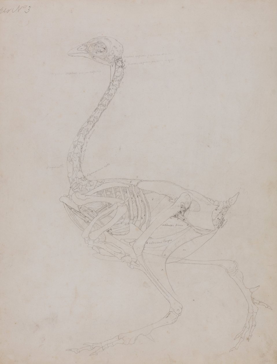 Az emberi test felépítésének összehasonlító anatómiai bemutatása a tigris és a ko... alkotó: George Stubbs