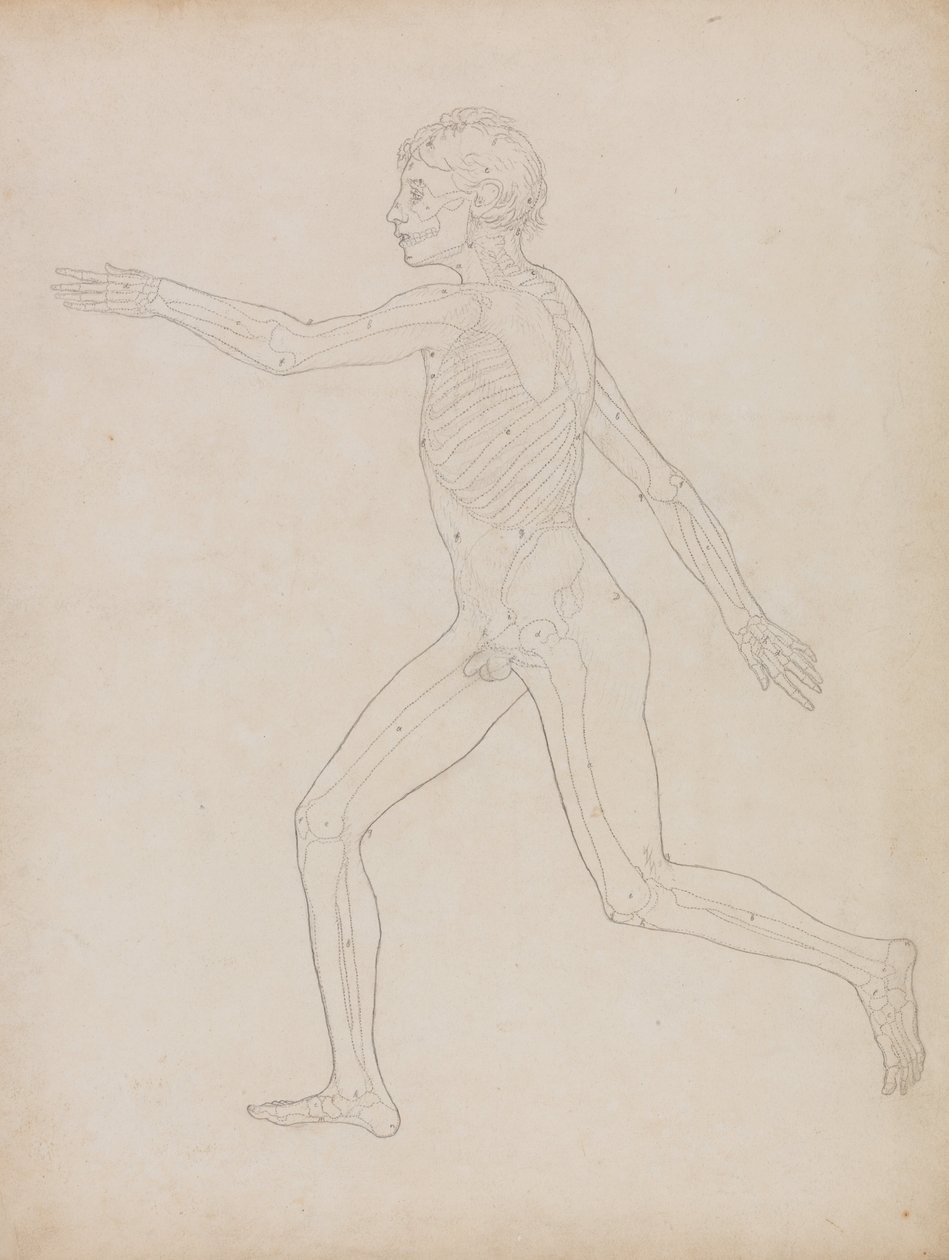 Összehasonlító anatómiai expozíció az emberi test felépítéséről egy tigris és egy társa ... alkotó: George Stubbs
