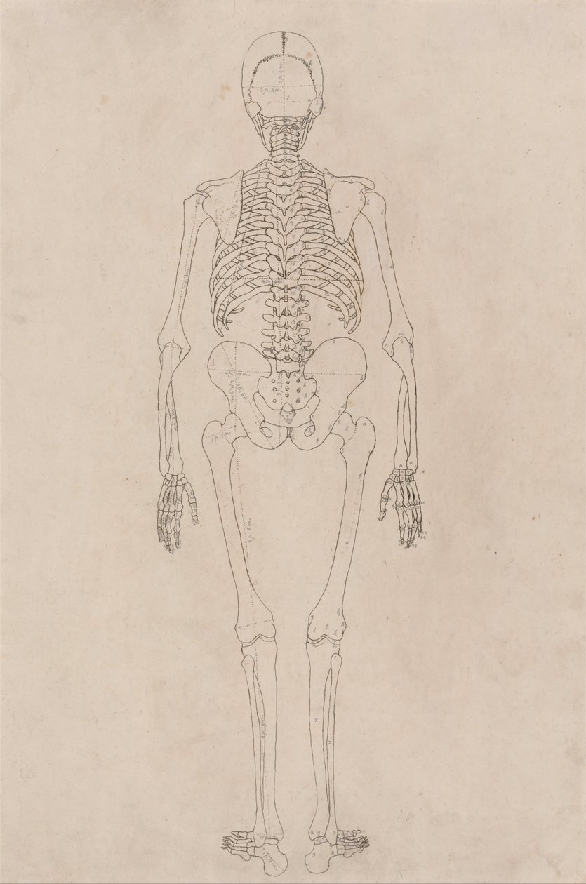 Összehasonlító anatómiai expozíció az emberi test felépítéséről egy tigris és egy társa ... alkotó: George Stubbs