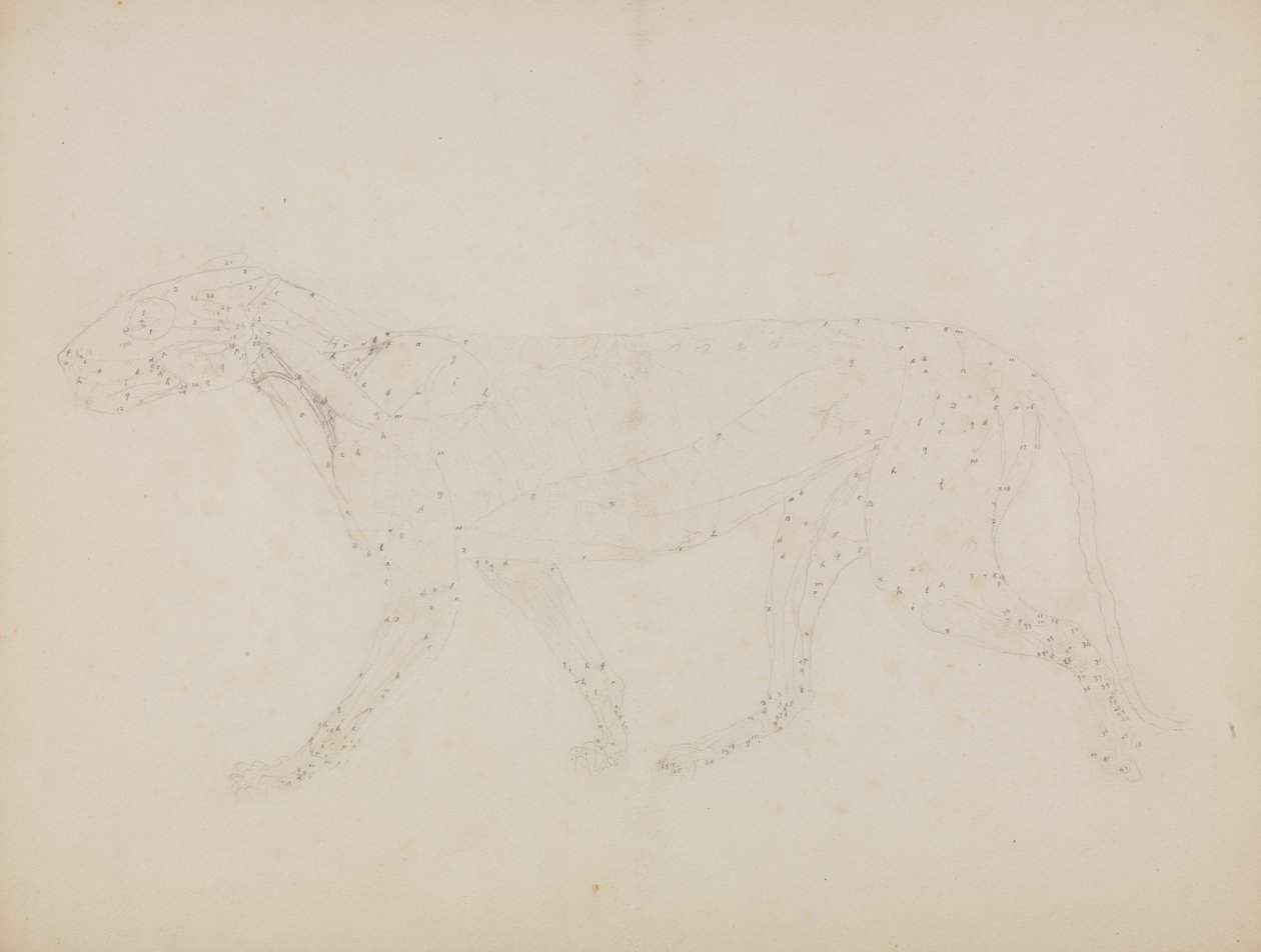 Összehasonlító anatómiai expozíció az emberi test felépítéséről egy tigris és egy társa ... alkotó: George Stubbs