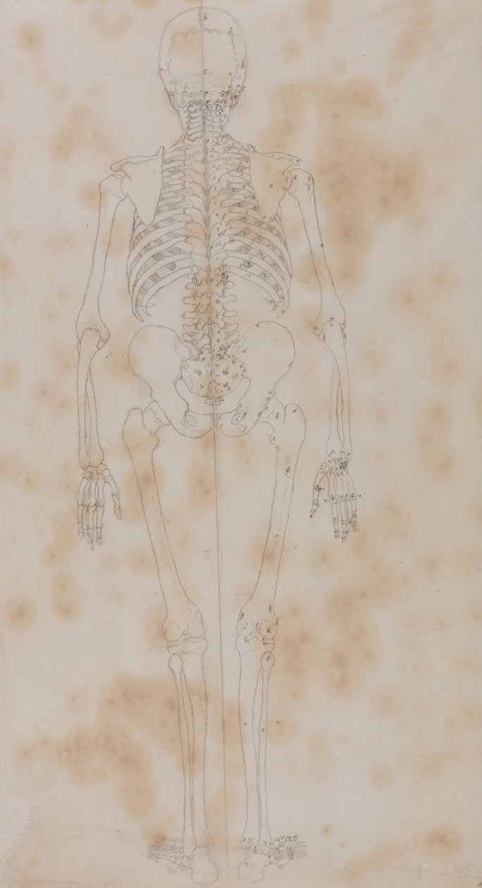 Az emberi test felépítésének összehasonlító anatómiai bemutatása a tigris és a ko... alkotó: George Stubbs