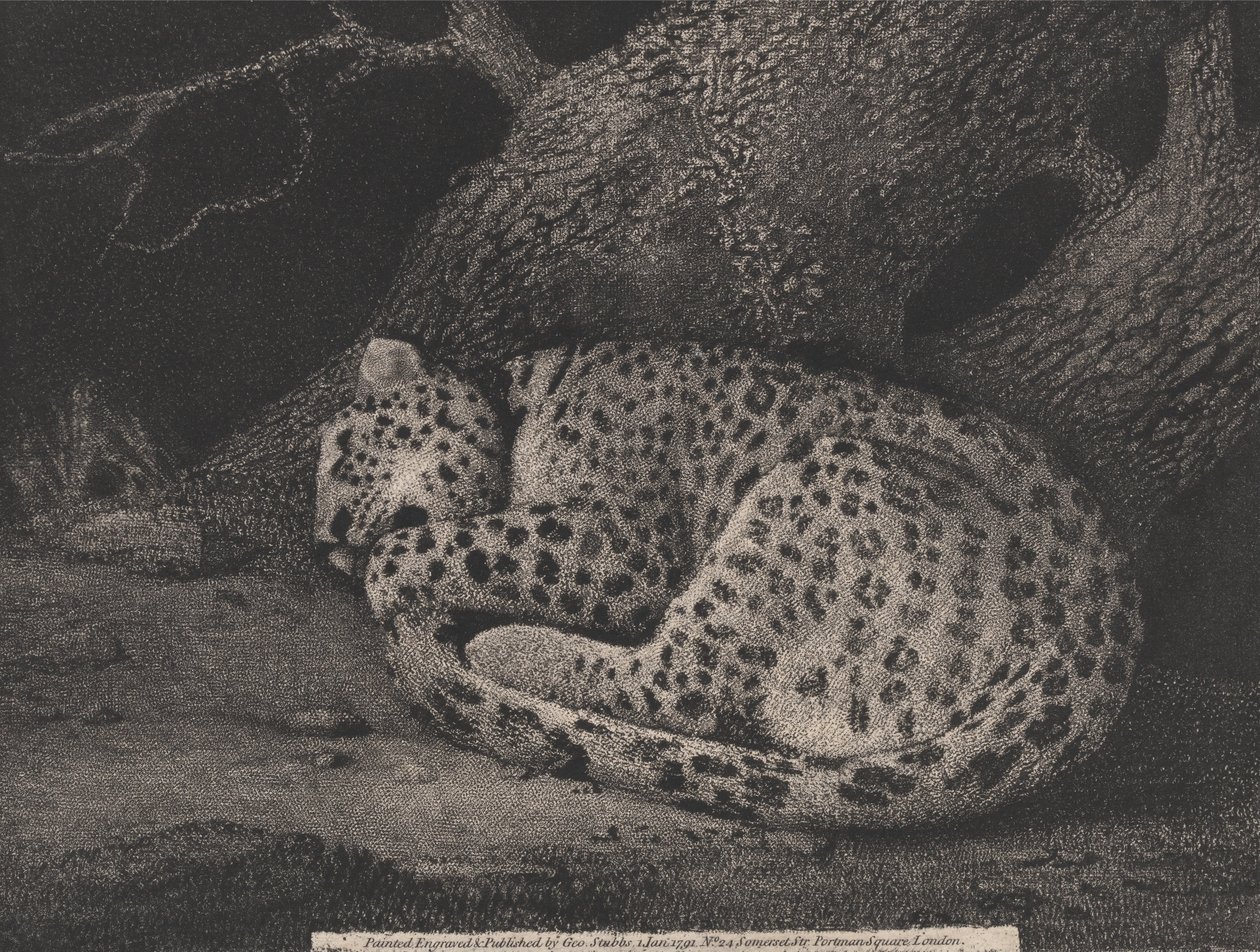 Alvó leopárd alkotó: George Stubbs