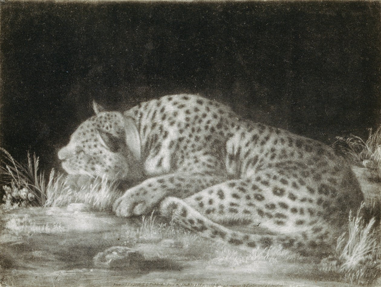 A Tyger (A Sleeping Cheetah) (mezzotint) alkotó: George Stubbs