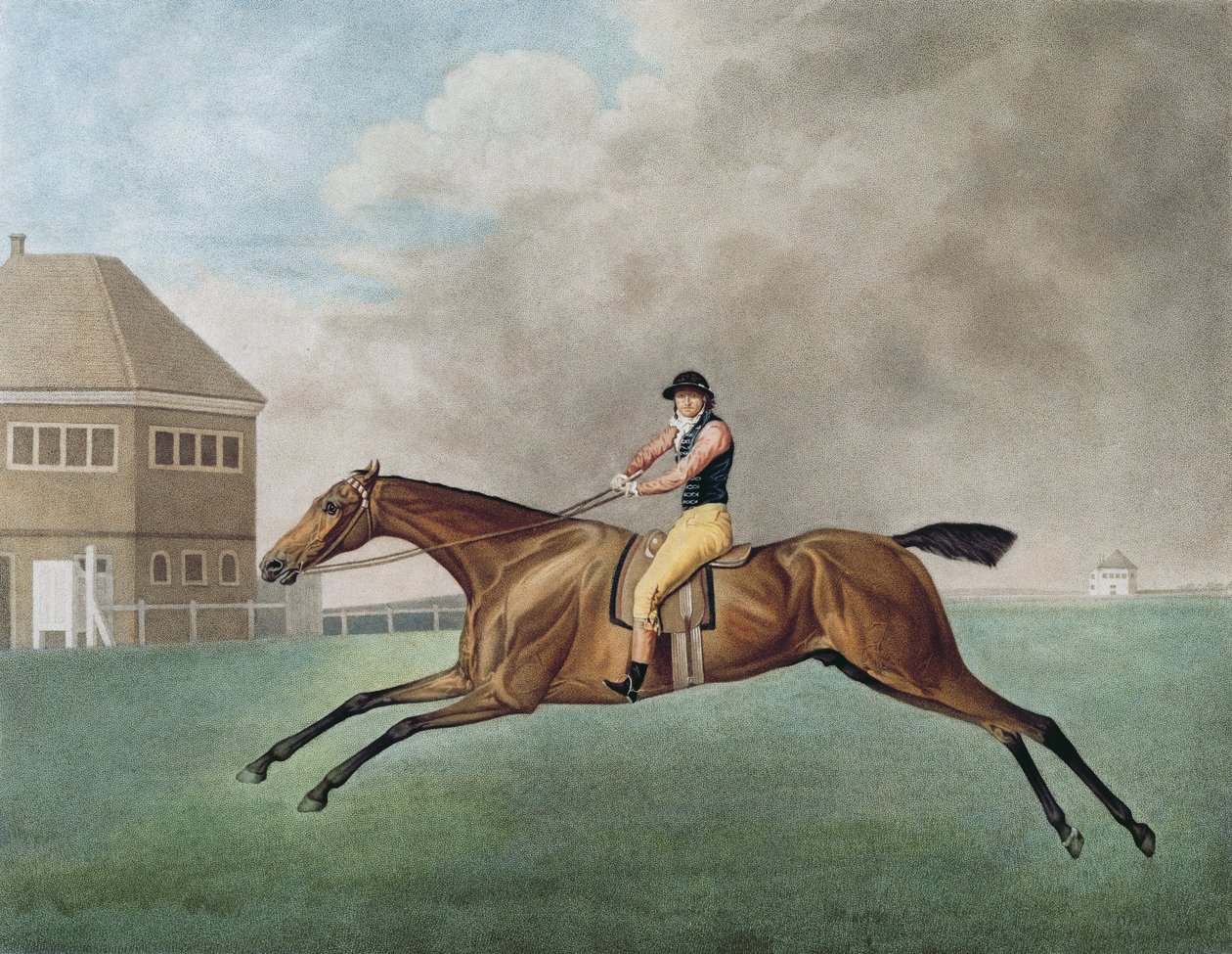 Baronet, 1794 alkotó: George Stubbs