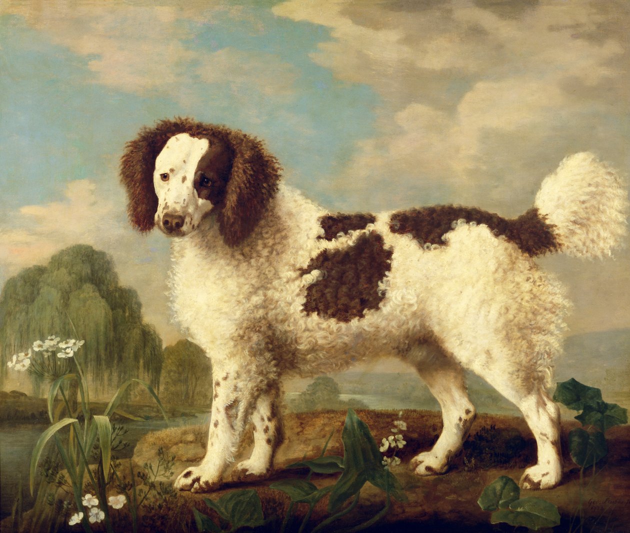 Barna-fehér norfolk vagy vízispániel, 1778 alkotó: George Stubbs
