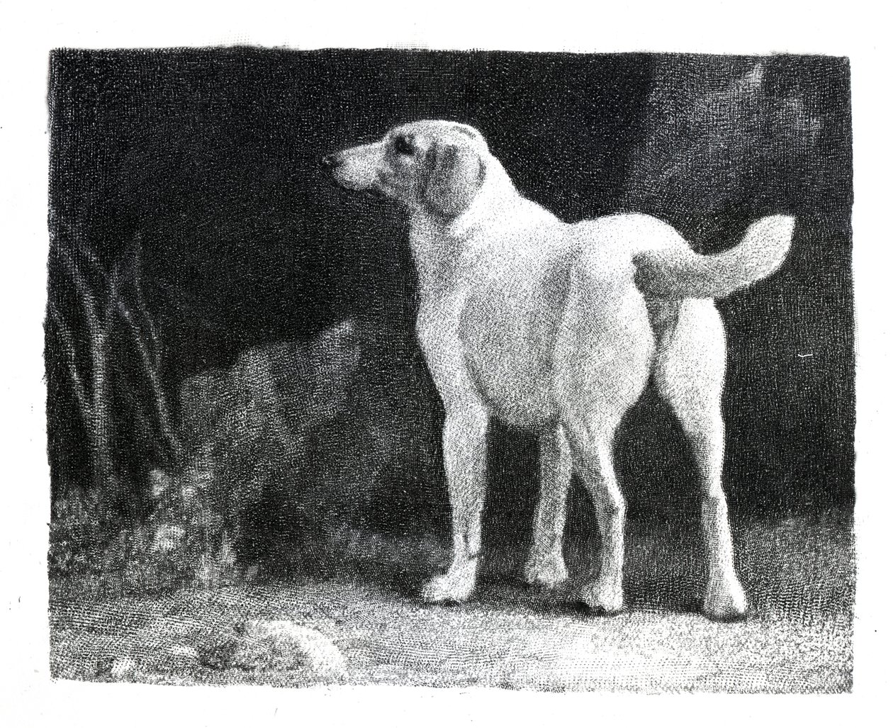 Kutya, 1788 alkotó: George Stubbs