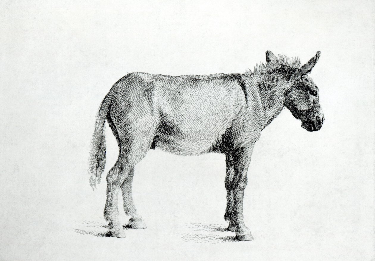 Szamár 1766 (toll és tinta papíron) alkotó: George Stubbs