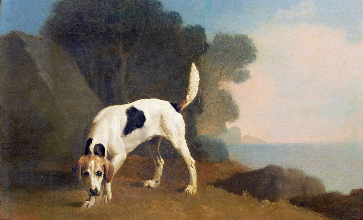 Foxhound on the Scent, 1760 körül (olaj, papírra fektetve) alkotó: George Stubbs