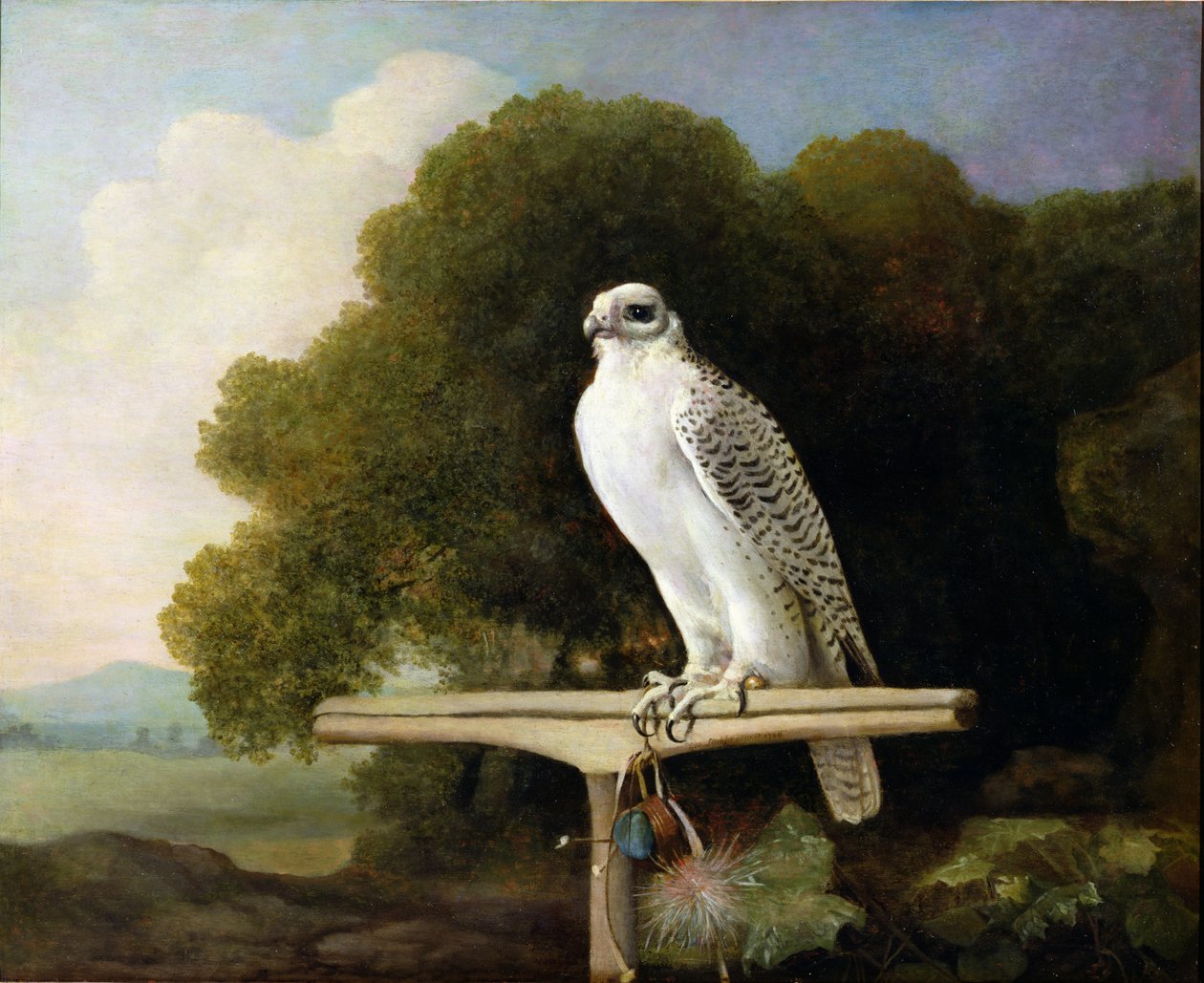 Grönlandi sólyom (Grey Falcon), 1780 alkotó: George Stubbs