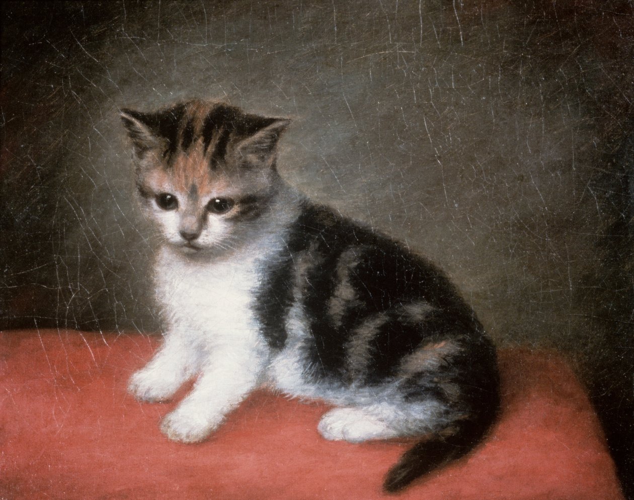 Miss Ann White cicája, 1790 alkotó: George Stubbs
