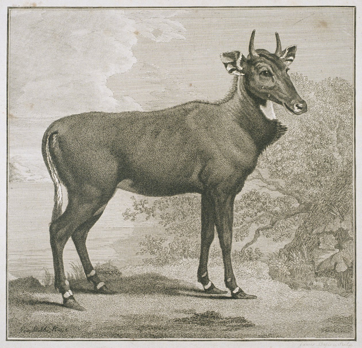 James Basire (1730-1802) metszete a Nyl-ghanról. alkotó: George Stubbs