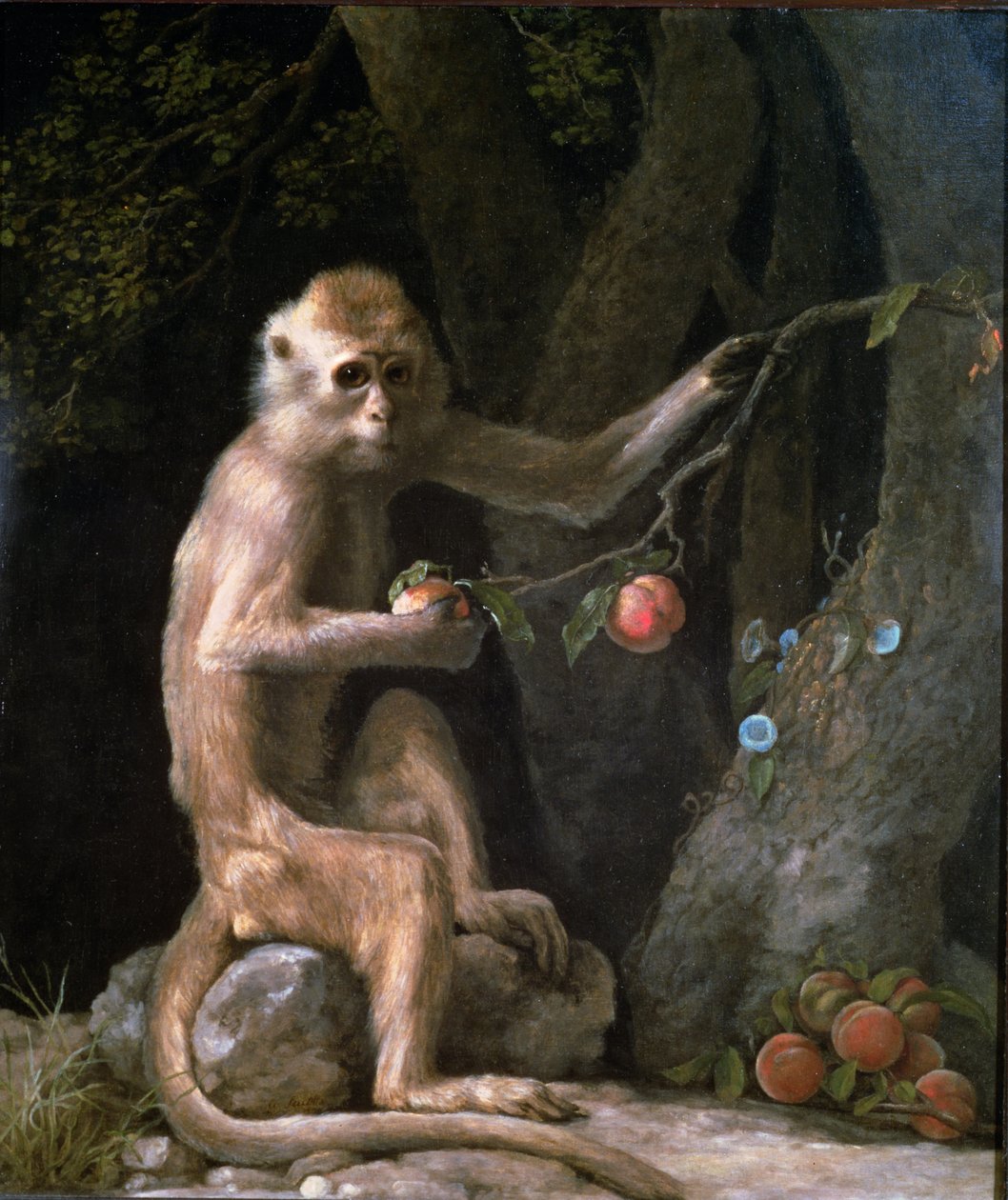 Egy majom portréja 1774-ben alkotó: George Stubbs
