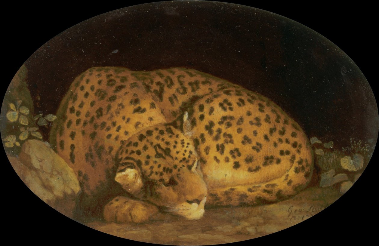 Alvó leopárd alkotó: George Stubbs