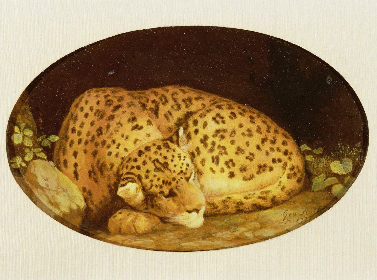 Alvó leopárd, 1777 (zománc Wedgwood keksz cserépedényen) alkotó: George Stubbs
