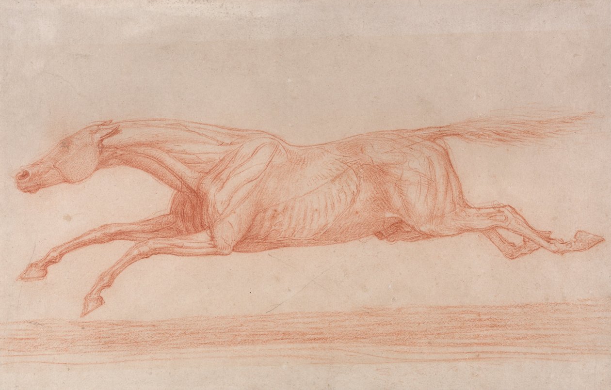 Tanulmány egy lóversenyről akcióban- Vágtázás balra, félig anatómiai tanulmány, bőrre rázva ... alkotó: George Stubbs