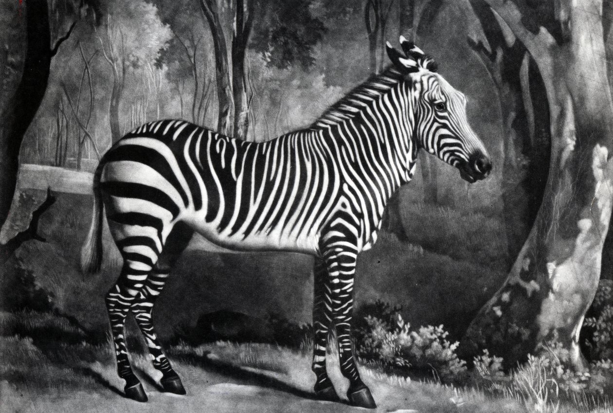 A Sebra vagy vadszamár, vésette George Townley Stubbs, 1771 (mezzotint) alkotó: George Stubbs