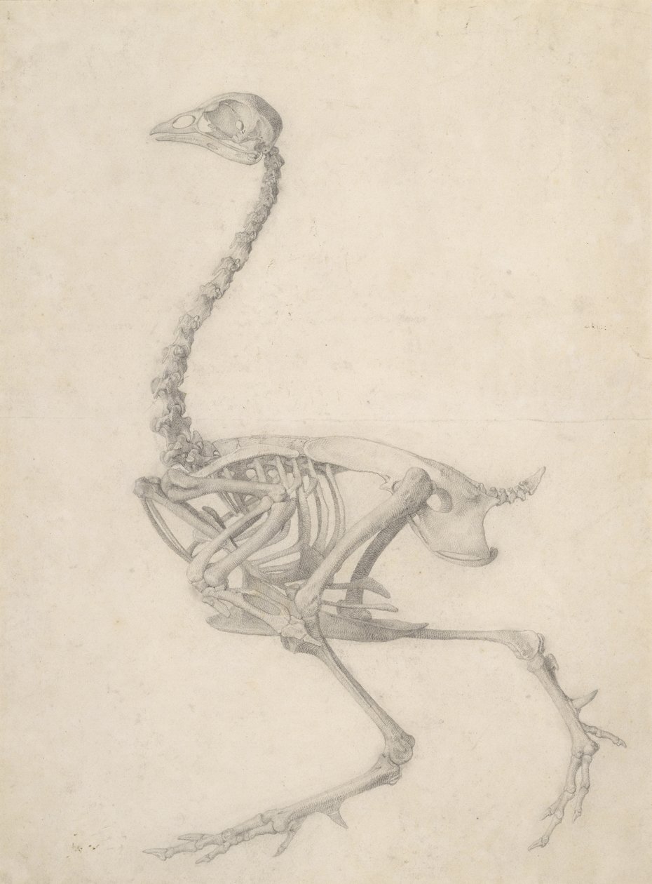 A tyúk csontváza, „Az emberi test szerkezetének összehasonlító anatómiai bemutatása egy tigris és egy közönséges szárnyas testével” sorozatból, 1795-1806 (grafit papíron) alkotó: George Stubbs