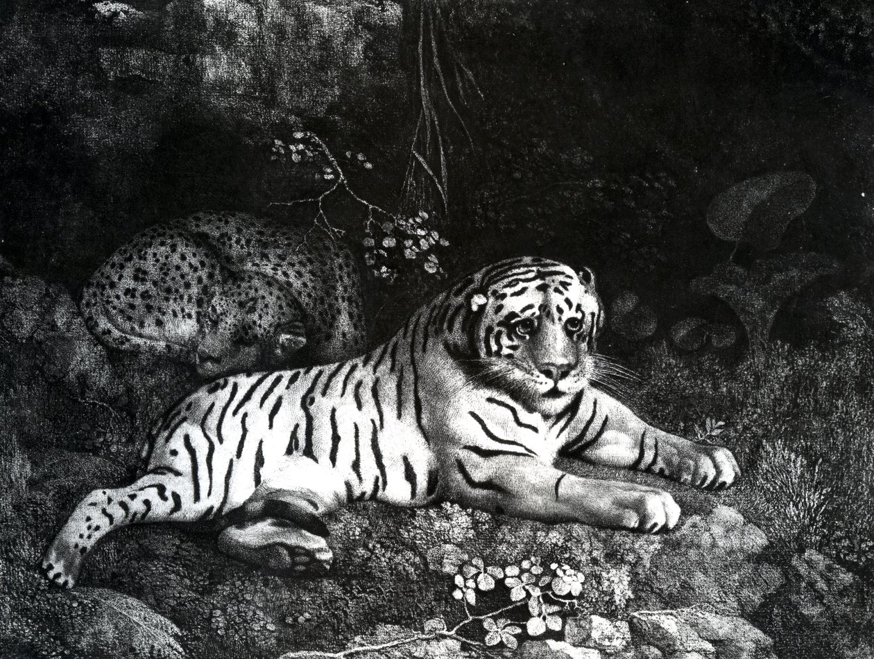 Két tigris, 1788 alkotó: George Stubbs