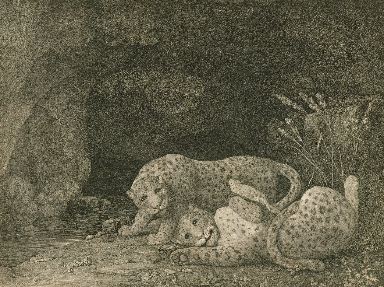 Tygers at Play, a művész által metszett, kocsma. 1789 alkotó: George Stubbs