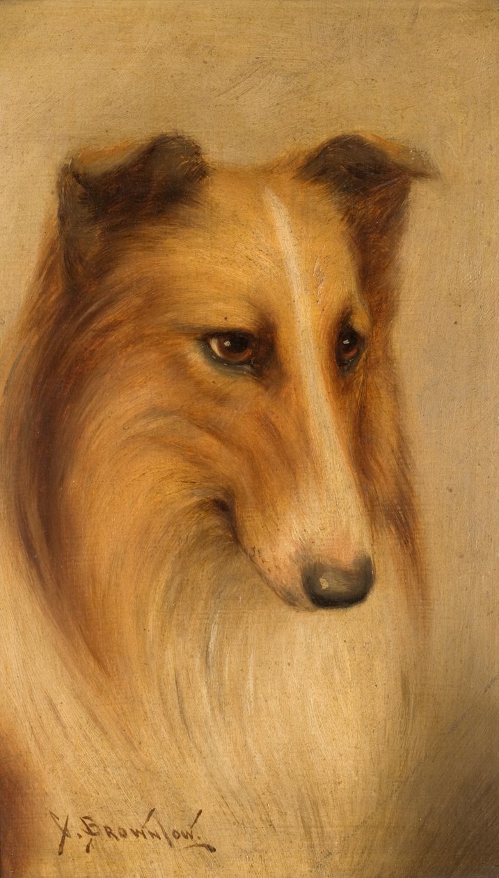 Collie olaj a fedélzeten alkotó: George Washington Brownlow