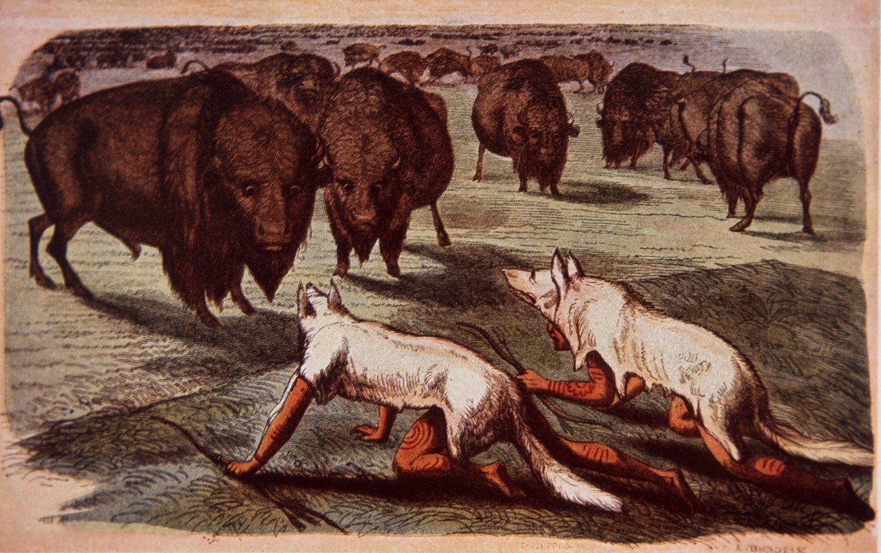 Az észak-amerikai síkvidéki indiánok farkasbőrt viselve kúsznak fel a legelő bivalyokra, 1840 körül (színes litó) alkotó: George (after) Catlin