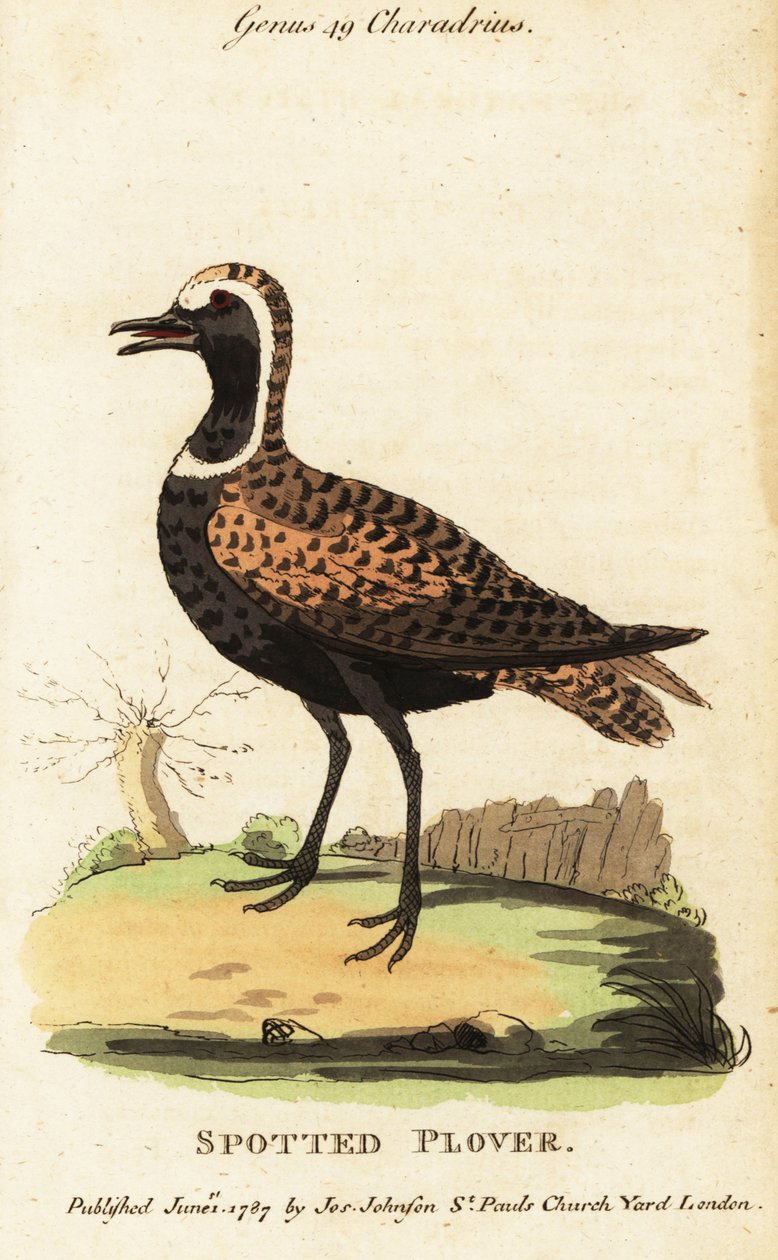 Amerikai aranylile vagy foltos lile, Pluvialis dominica alkotó: George (after) Edwards
