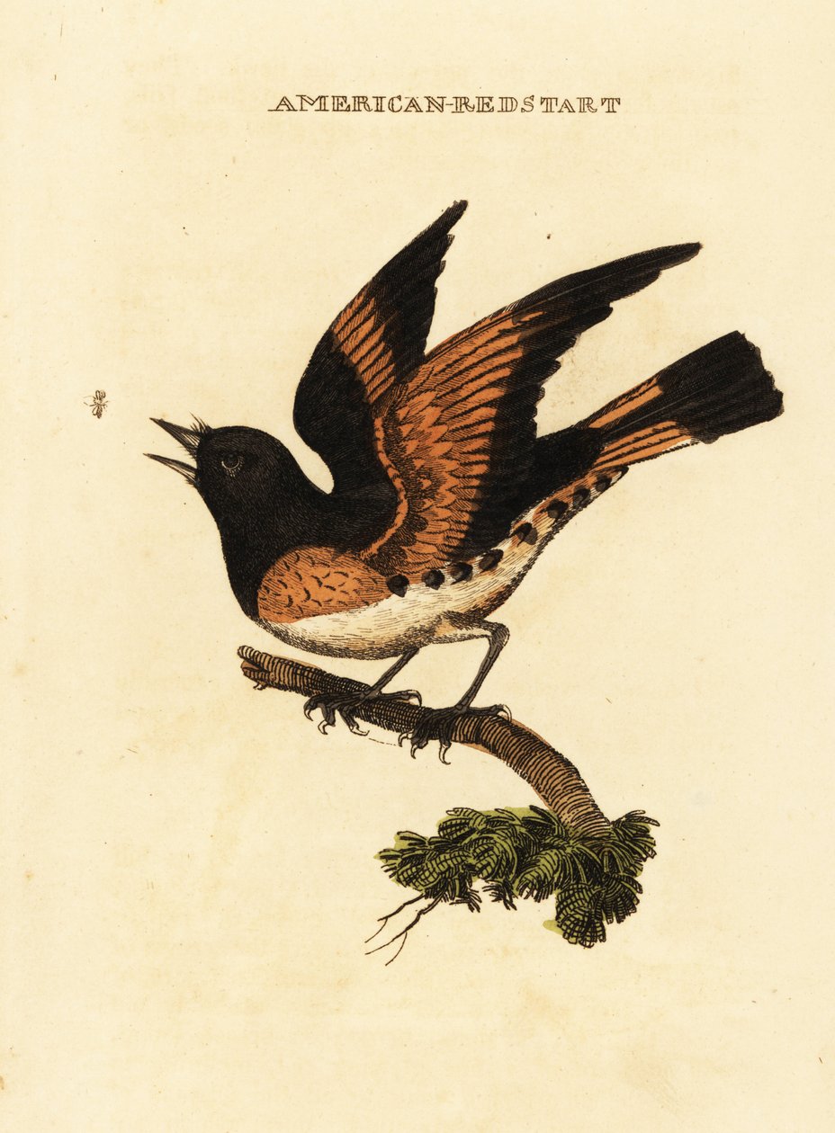 Amerikai redstart, Setophaga ruticilla alkotó: George (after) Edwards