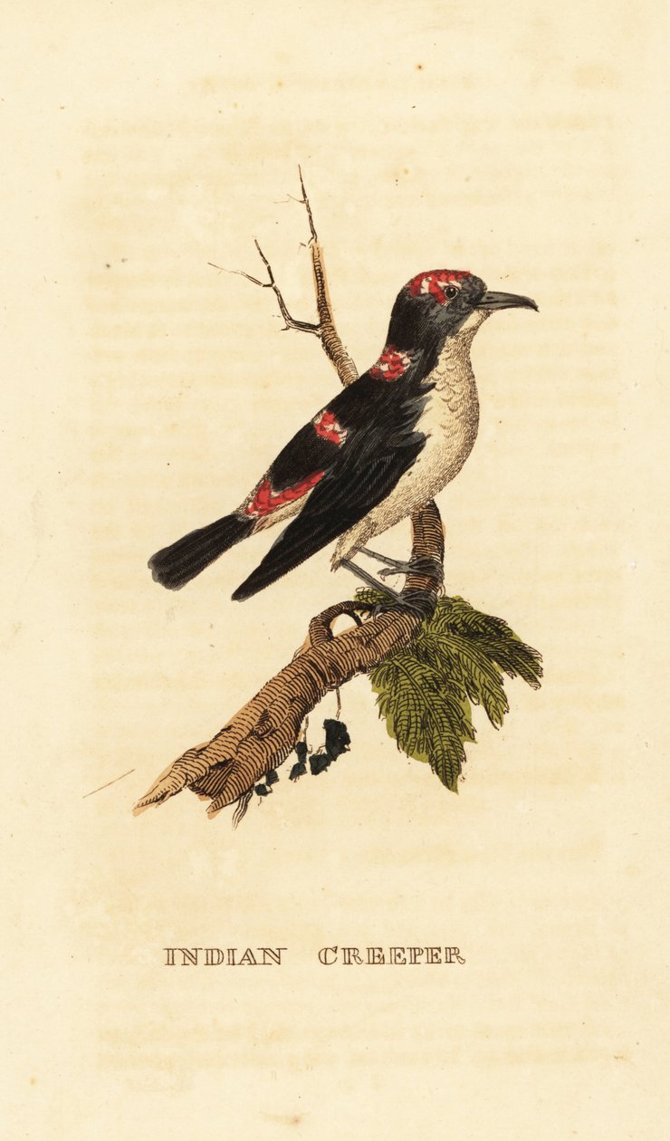Amerikai kúszónövény vagy barna kúszónövény, Certhia americana alkotó: George (after) Edwards