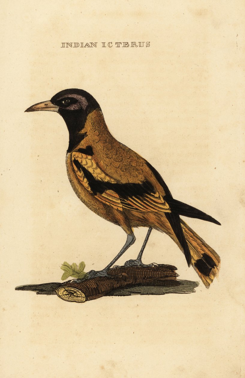 Audubon