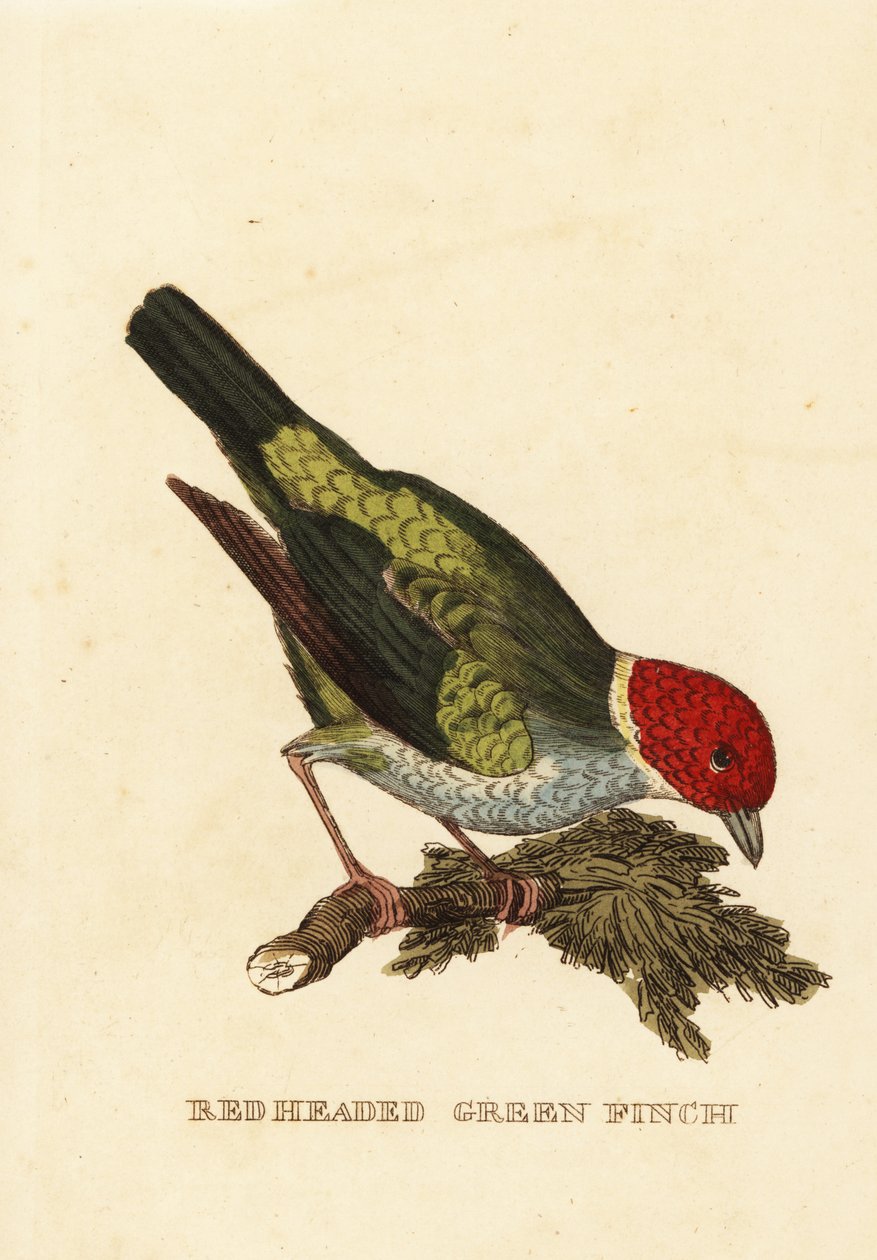 Bay-meghatározatlan Tanager, Tangara Jiroo alkotó: George (after) Edwards
