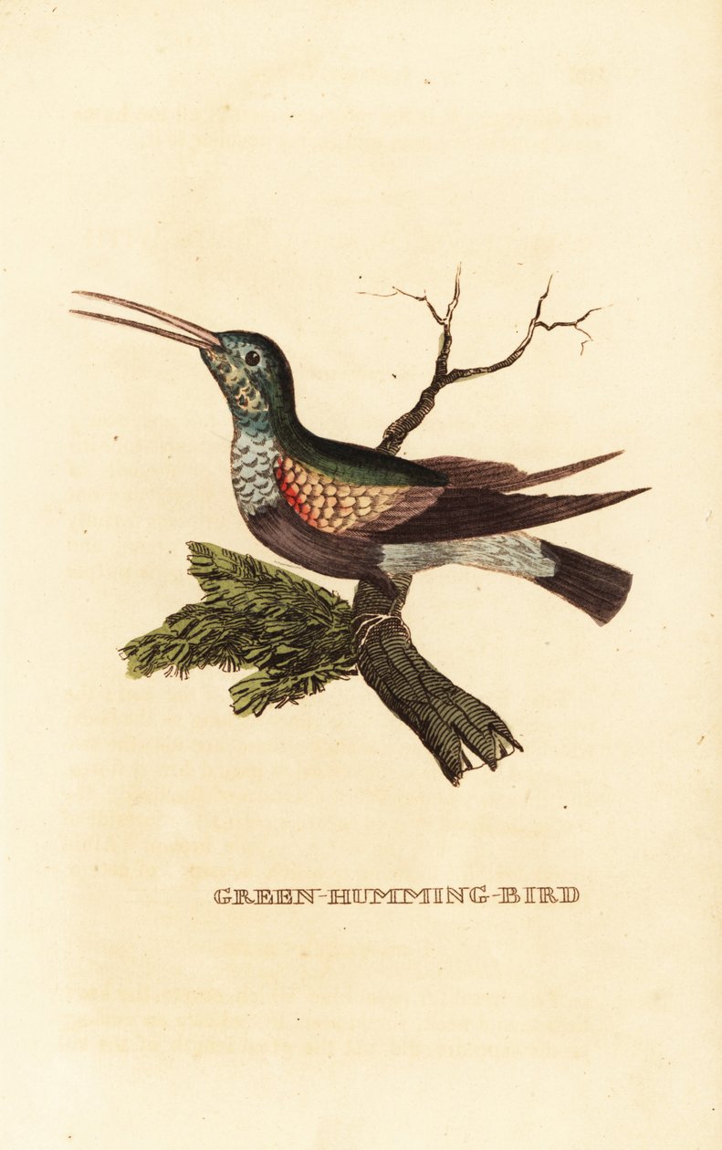 Feketehasú kolibri, Eupherusa nigriventris, nőstény alkotó: George (after) Edwards