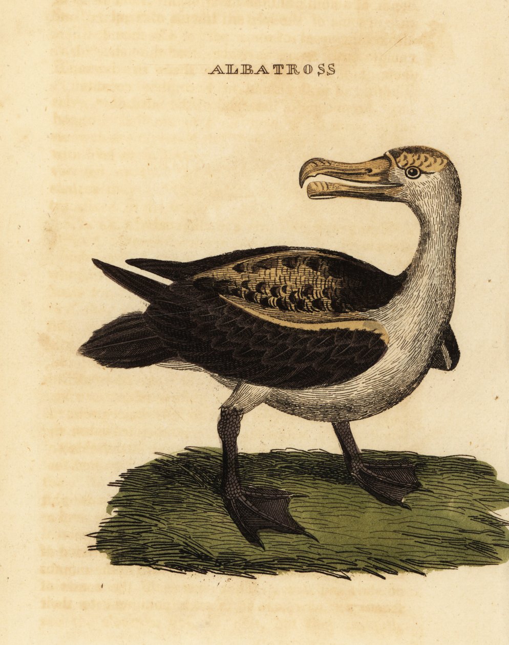 Fekete szemöldökű albatrosz, Thalassarche melanophris alkotó: George (after) Edwards