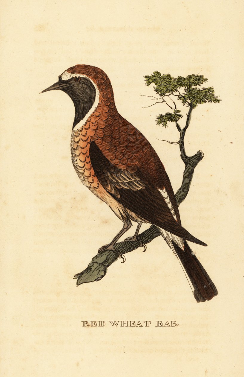 Feketefülű búzafarkkóró, Oenanthe hispanica stapazina alkotó: George (after) Edwards