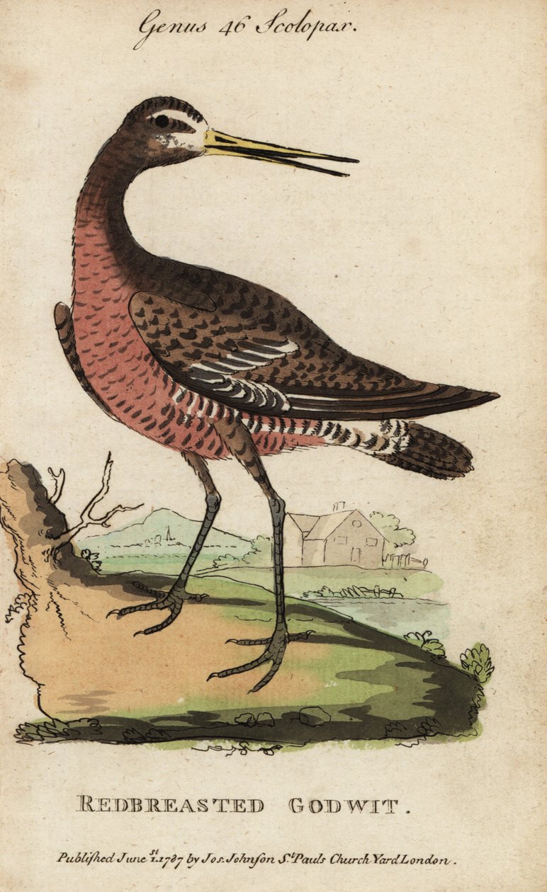 Feketefarkú ördög vagy vöröskeblű, Limosa limosa alkotó: George (after) Edwards