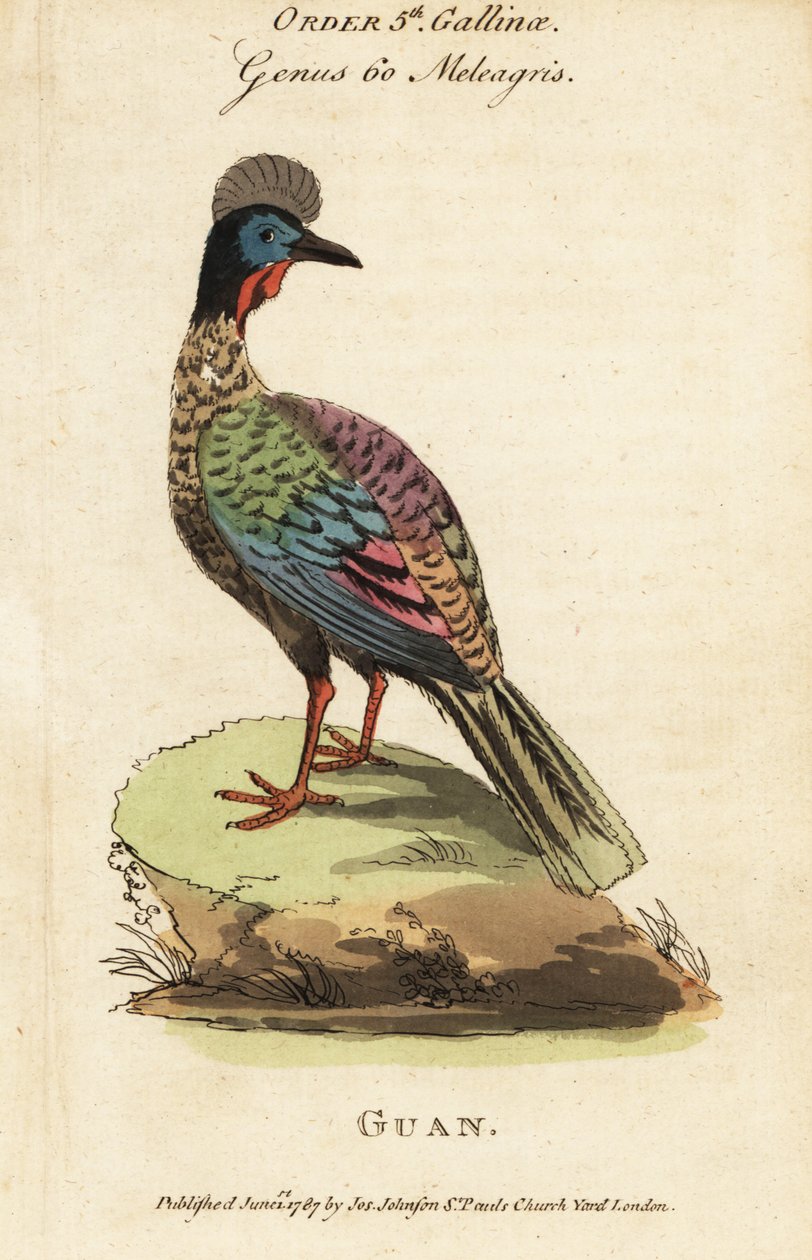 Tarajos guán, Penelope purpurascens alkotó: George (after) Edwards