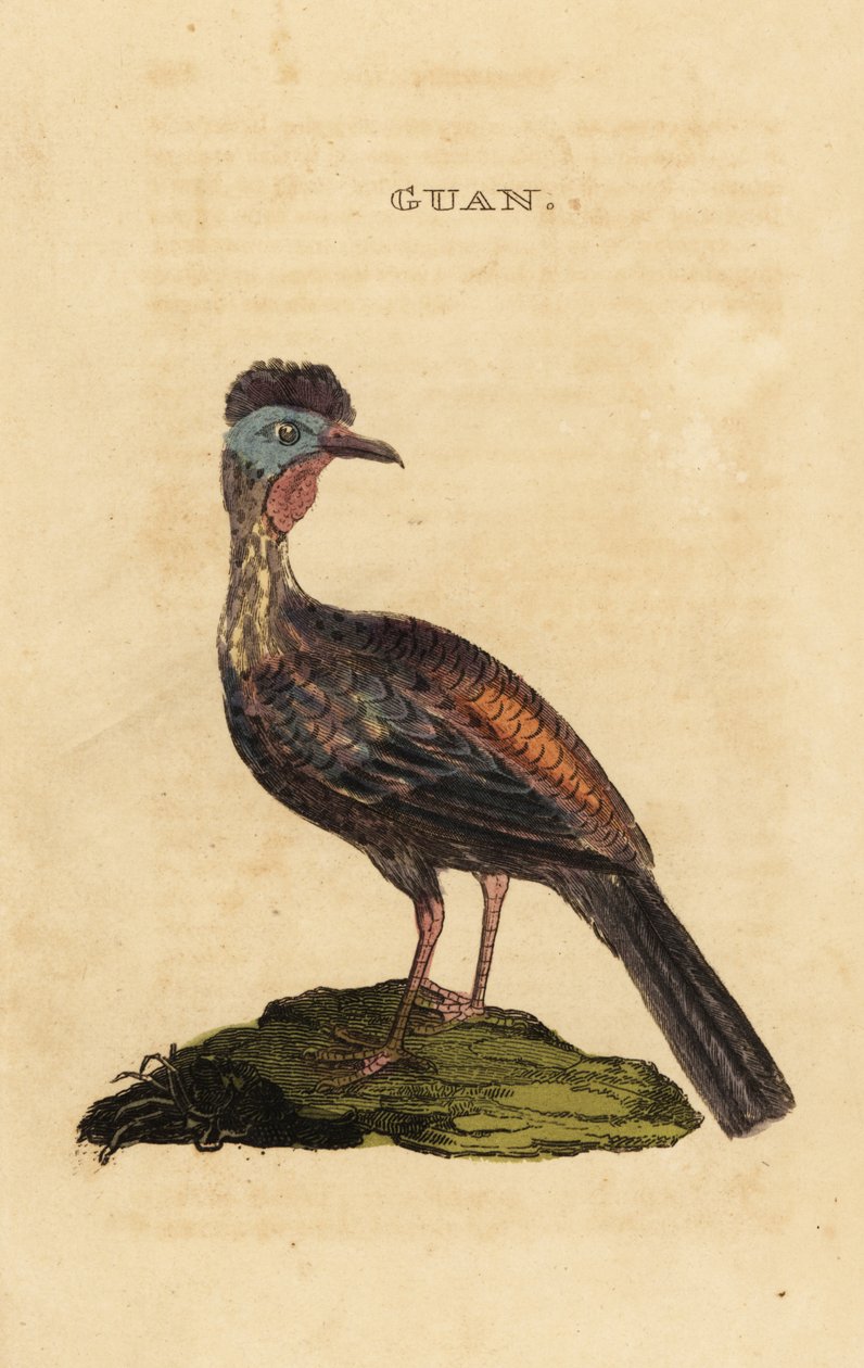 Tarajos guán, Penelope purpurascens alkotó: George (after) Edwards