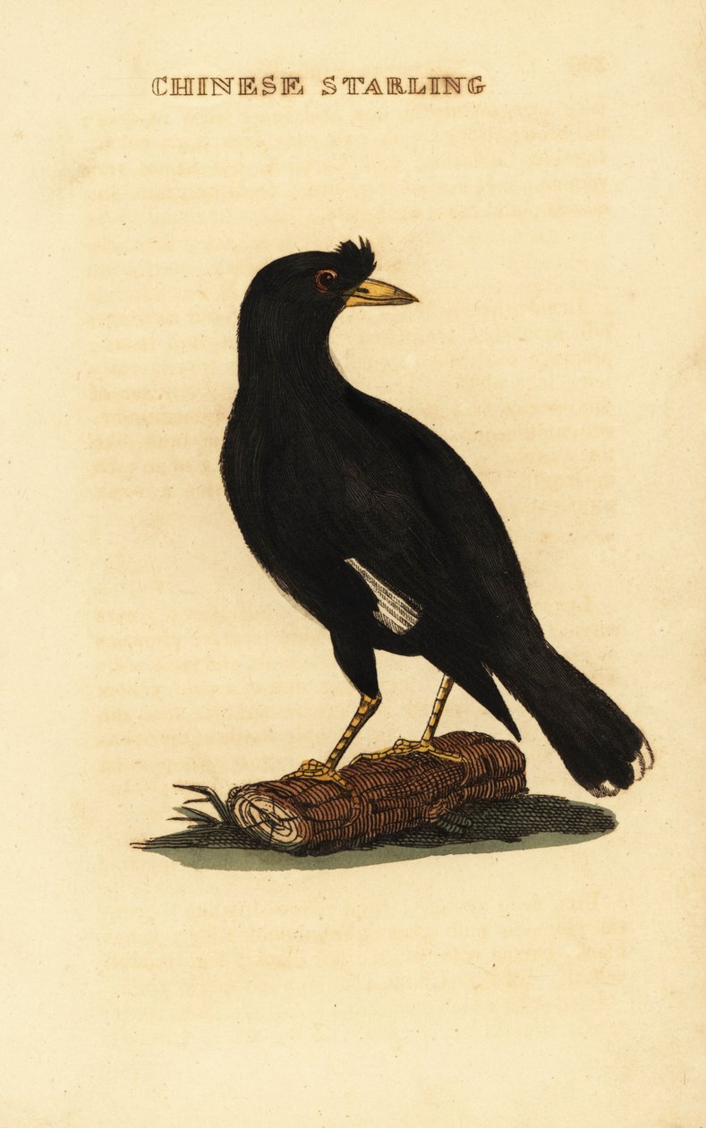 Tarajos myna, Acridotheres cristatellus alkotó: George (after) Edwards