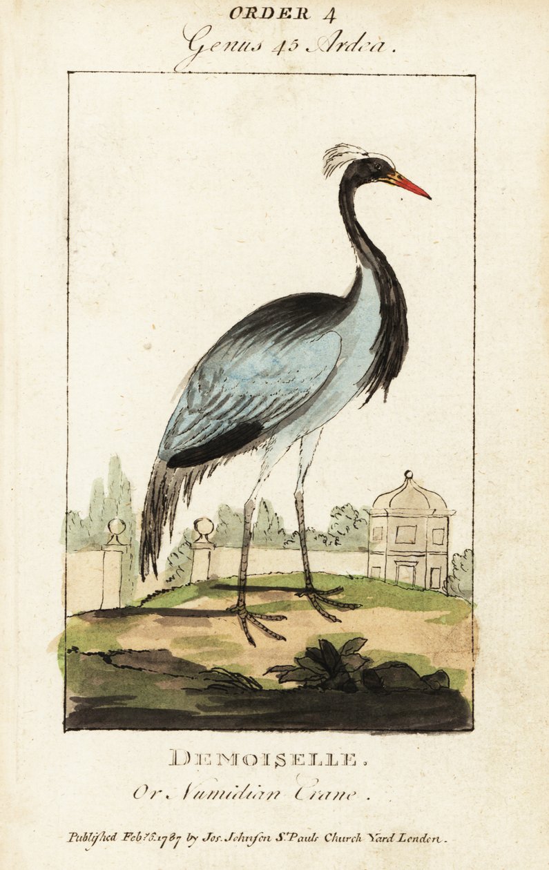 Demoiselle vagy numidiai daru, Grus virgo alkotó: George (after) Edwards