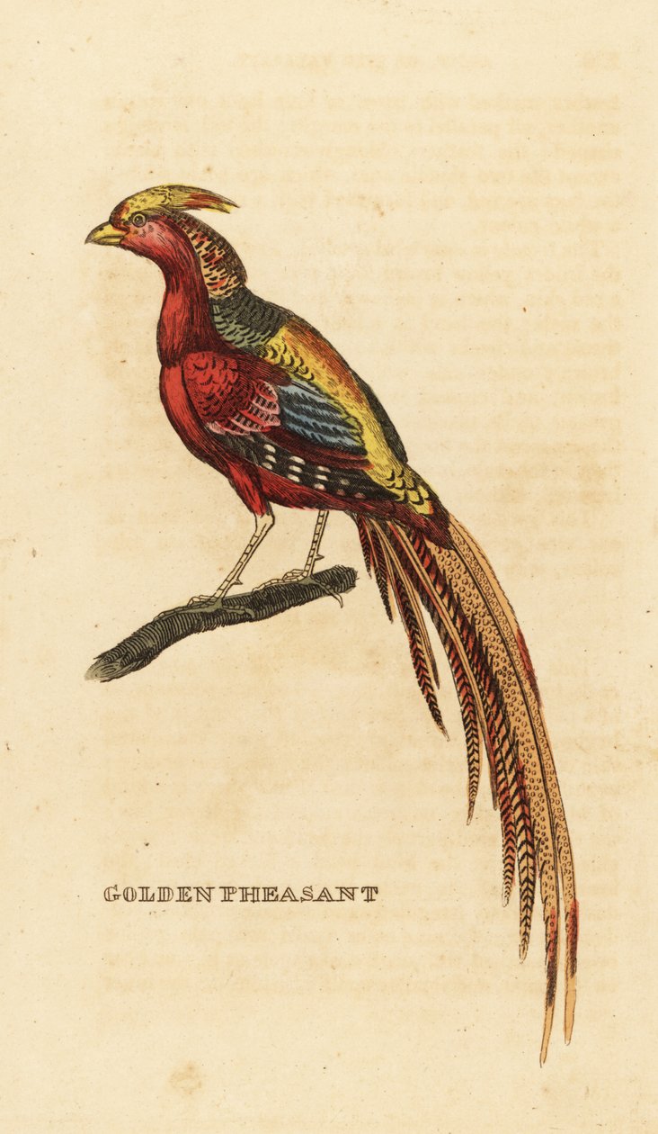 Aranyfácán, Chrysolophus pictus alkotó: George (after) Edwards