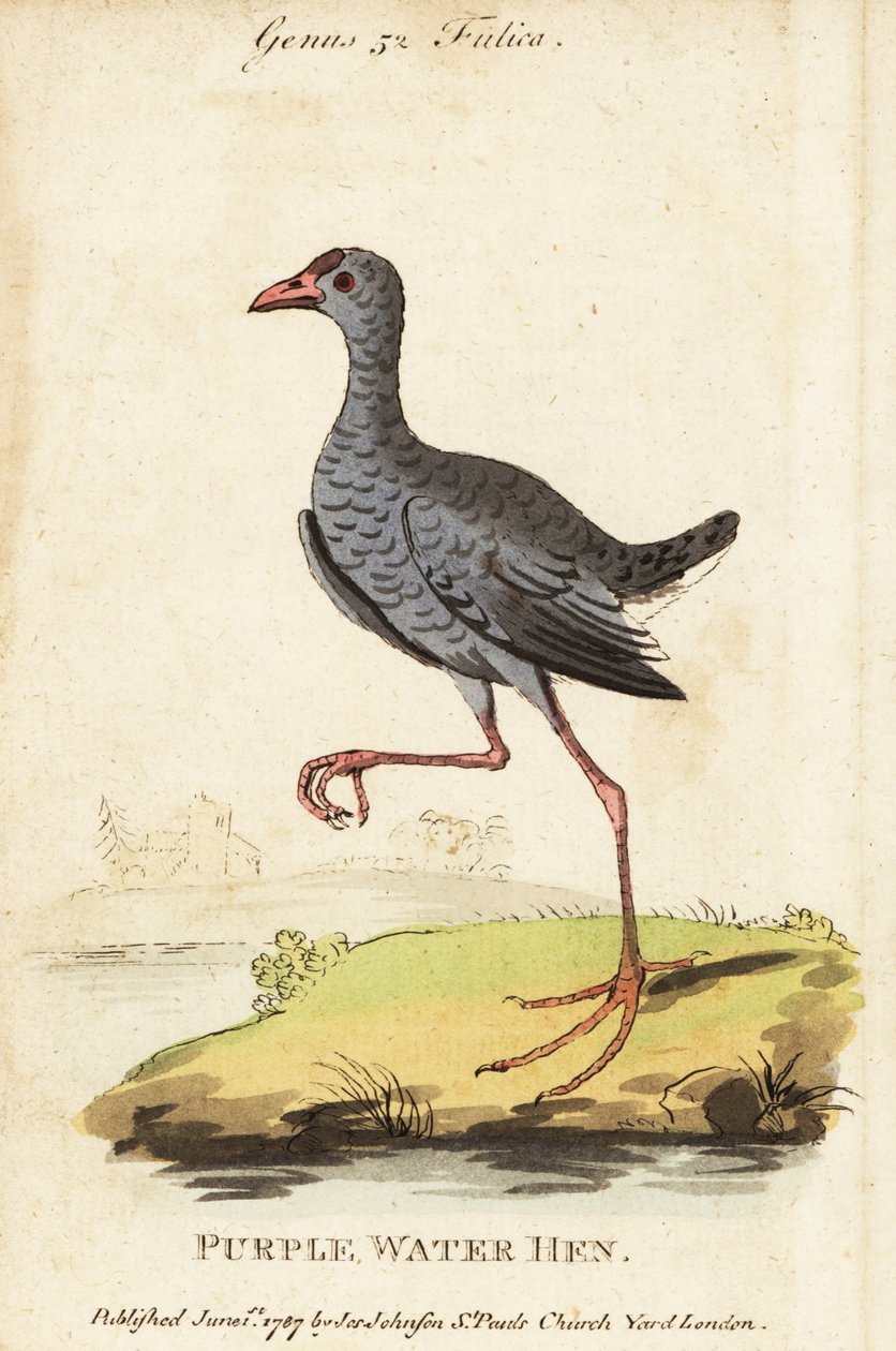 Szürkefejű mocsár, Porphyrio poliocephalus alkotó: George (after) Edwards